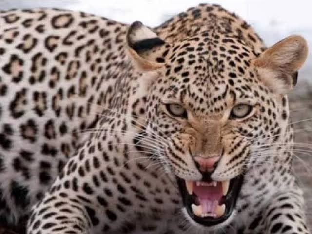 लखीमपुर खीरी में दर्दनाक हादसा: जंगल किनारे बकरियां चरा रहे 8 वर्षीय मासूम बच्चे को तेंदुए ने बनाया अपना निवाला, इलाके में दहशत का माहौल