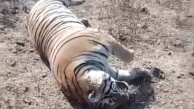 Photo of MP seeks NTCA probe into Bandhavgarh tiger death