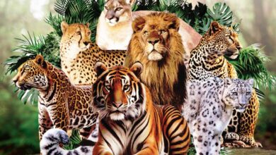 Photo of Big Cat Summit in New Delhi postponed