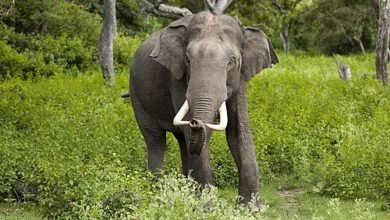 Photo of Nine wild elephants driven back into forest under Operation Gajamukthi