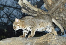 Photo of Rusty-spotted Cat Recorded in Uttar Pradesh’s National Chambal Sanctuary