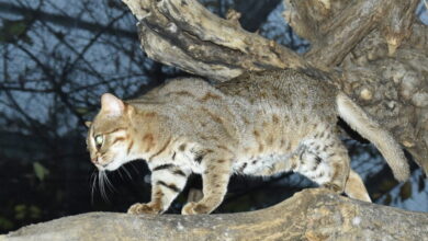 Photo of Rusty-spotted Cat Recorded in Uttar Pradesh’s National Chambal Sanctuary