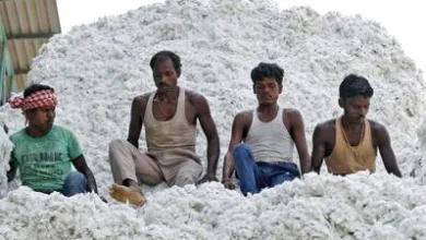 Photo of Govt exempts cotton import duty for five months till October 30