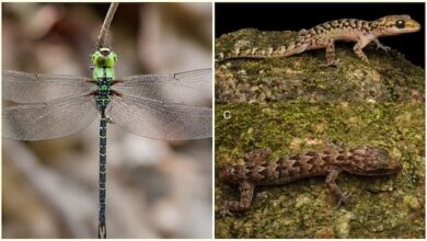 Photo of Gecko found in Assam, dragonfly in Arunachal: Northeast buzzing with discoveries