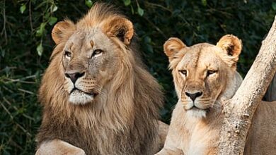 Photo of Six lions in Gir forest die by Babesia infection; 17 under observation