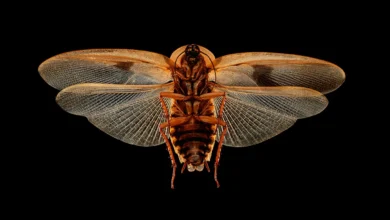 Photo of India home to 191 species of cockroaches, 60% of them are endemic, says ZSI study