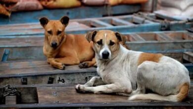 Photo of Uttar Pradesh government releases funds for stray dog control centres in 10 districts