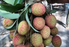 Photo of APEDA Facilitates First Export of Fresh Uttarakhand Litchi to Italy, Marking Entry into European Market