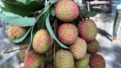 Photo of APEDA Facilitates First Export of Fresh Uttarakhand Litchi to Italy, Marking Entry into European Market