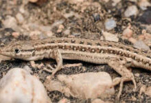 Photo of New lizard species found in Rajasthan, Mesalina’s first record in India