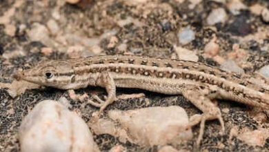 Photo of New lizard species found in Rajasthan, Mesalina’s first record in India