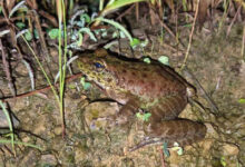 Photo of Amolops Kamal: New frog species discovered in Nagaland