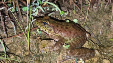 Photo of Amolops Kamal: New frog species discovered in Nagaland
