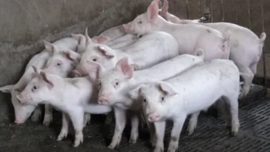 Photo of Arunachal district bans pork transport, purchase after ASF outbreak in Assam’s Tinsukia