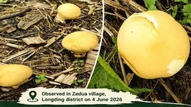 Photo of Arunachal: Rare Yellow Puffball Mushroom Recorded in Longding