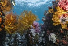 Photo of Scientists discover 64,000 square miles of heat-resistant coral reefs across 71 countries