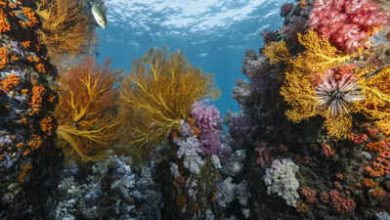 Photo of Scientists discover 64,000 square miles of heat-resistant coral reefs across 71 countries