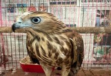 Photo of CBI & DRI bust  interstate wildlife crime syndicate; Rescue 53 Protected Animals and Birds