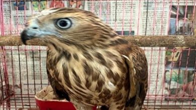 Photo of CBI & DRI bust interstate wildlife crime syndicate; Rescue 53 Protected Animals and Birds