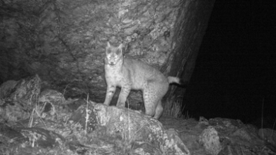 Photo of Eurasian lynx photographed for the first time in Sikkim