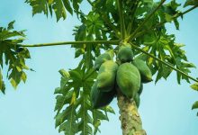 Photo of Tata Memorial Centre Study validates Papaya Leaf Extract as a Low-Cost Solution for Chemotherapy-Related Low Platelet Counts