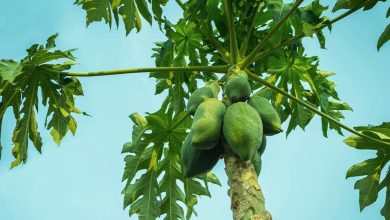 Photo of Tata Memorial Centre Study validates Papaya Leaf Extract as a Low-Cost Solution for Chemotherapy-Related Low Platelet Counts
