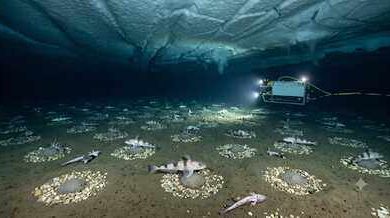 Photo of Scientists discovered an underwater city of 60-million fish nests beneath Antarctica’s ice shelf