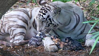 Photo of मध्य प्रदेश के इंदौर में जन्मा भारत का पहला 3 रंग का बाघ शावक : मप्र व्यूरो