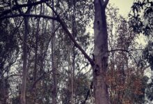 Photo of विरार में प्रेमी को पेड़ से बांधकर प्रेमिका के साथ सामूहिक दुष्कर्म
