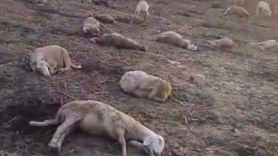 Photo of यूपी में कृमिनाशक दवा पिलाने से 175 भेड़ों की मौत