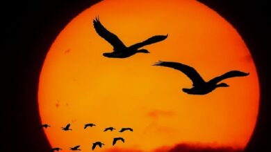 Photo of “मेरा मन परिंदा”