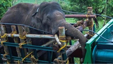 Photo of केरल से चेतावनी : हाथी, गलियारा बने नेपाल सीमा पर