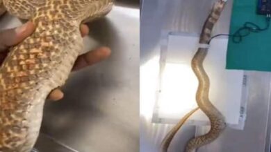 Photo of अस्पताल में भर्ती हुआ किंग कोबरा, डॉक्टरों ने की इंसानों जैसी सर्जरी
