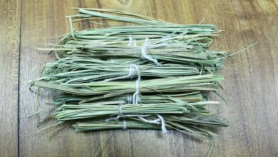 Photo of जानिये पितरों के निमित्त श्राद्ध करते समय क्यों धारण की जाती है कुशा