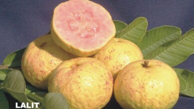 Photo of बेहतर सेहत के लिए खूब खाइए अमरूद