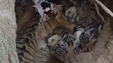 Photo of उत्तराखंडः राजाजी पार्क में एक और बाघिन ने दिया शावक को जन्म