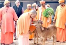 Photo of ठंड से किसी गोवंश की मृत्यु न हो, गौ आश्रय स्थलों में विशेष इंतजाम कर रही योगी सरकार