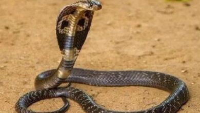 Photo of नाग पंचमी पर बन रहे हैं ये अद्भुत संयोग, इन राशि वालों की चमकेगी किस्मत!
