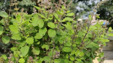 Photo of बंद किस्मत भी खुल जाएगी, बस घर के मंदिर में रख दें ये चीजें