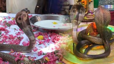 Photo of  नाग पंचमी की रात राशि अनुसार करें ये उपाय, हर दिशा से बरसेगा धन