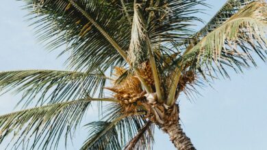 Photo of अमीर बनने के लिए घर में लगा लें ये पौधे, हो जाओगे मालामाल