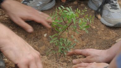 Photo of  3 या 4 अगस्त कब मनाई जा रही है हरियाली अमावस्या, स्नान-दान का है विशेष महत्व