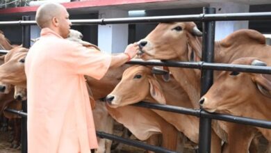 Photo of गोवर्धन पूजा पर गोआश्रय स्थलों में धूमधाम से होगा गोपूजन