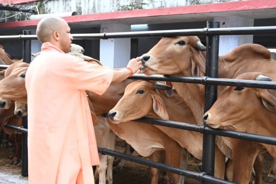 गोवर्धन पूजा पर गोआश्रय स्थलों में धूमधाम से होगा गोपूजन