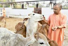 Photo of योगी सरकार की संजीदगी से संरक्षित हो रहे बेसहारा गोवंश