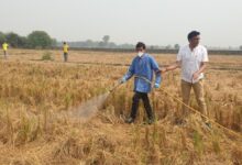 Photo of किसानों के साथ की बदौलत योगी सरकार ने तोड़ा अपना रिकॉर्ड