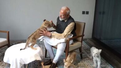 Photo of ‘वनतारा’ वाइल्डलाइफ के उद्घाटन पर पीएम मोदी का अलग अंदाज, एशियाई शेर-क्लाउडेड तेंदुए को पिलाया दूध