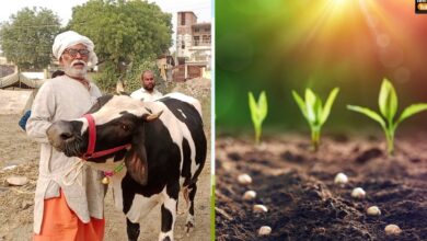 Photo of स्वावलंबी बनने के साथ प्राकृतिक खेती के संबल बनेंगे यूपी के गोआश्रय