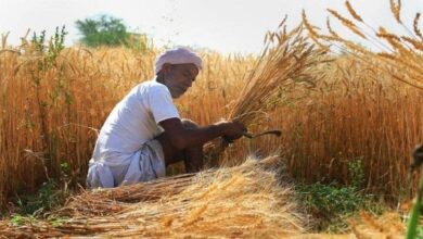 Photo of ना जलाएं पराली, ऑर्गेनिक उत्पाद के रूप में ये है मिट्टी की आत्मा