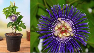 Photo of कृष्ण कमल देवताओं को भी प्रिय, दिखने में खूबसूरत ये फूल सेहत के लिए भी वरदान